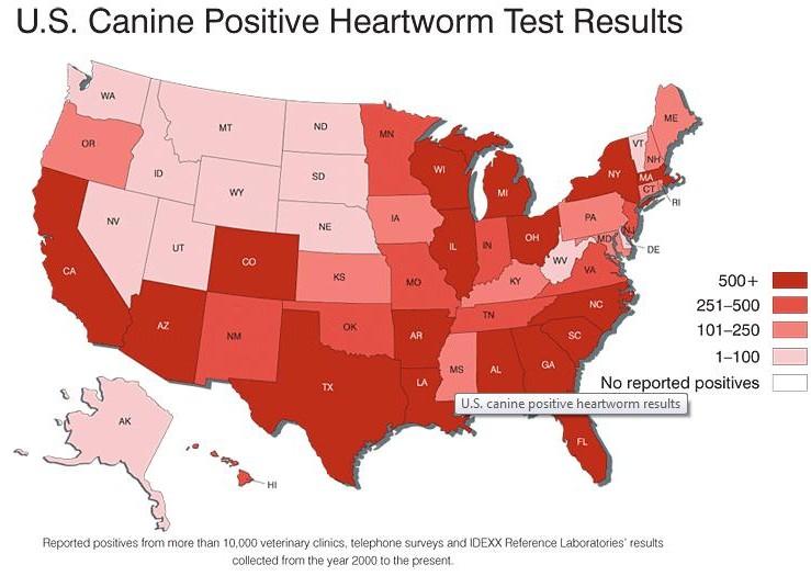 Heartworm Disease | Beechmont Pet Hospital