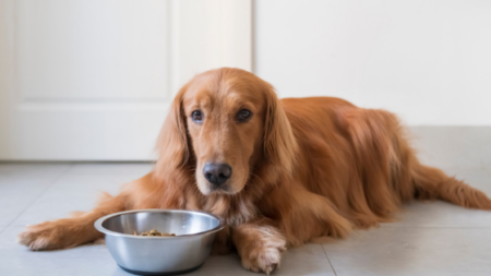 Are Grain - Free Diets Safe for Your Dog Beechmont Pet Hospital